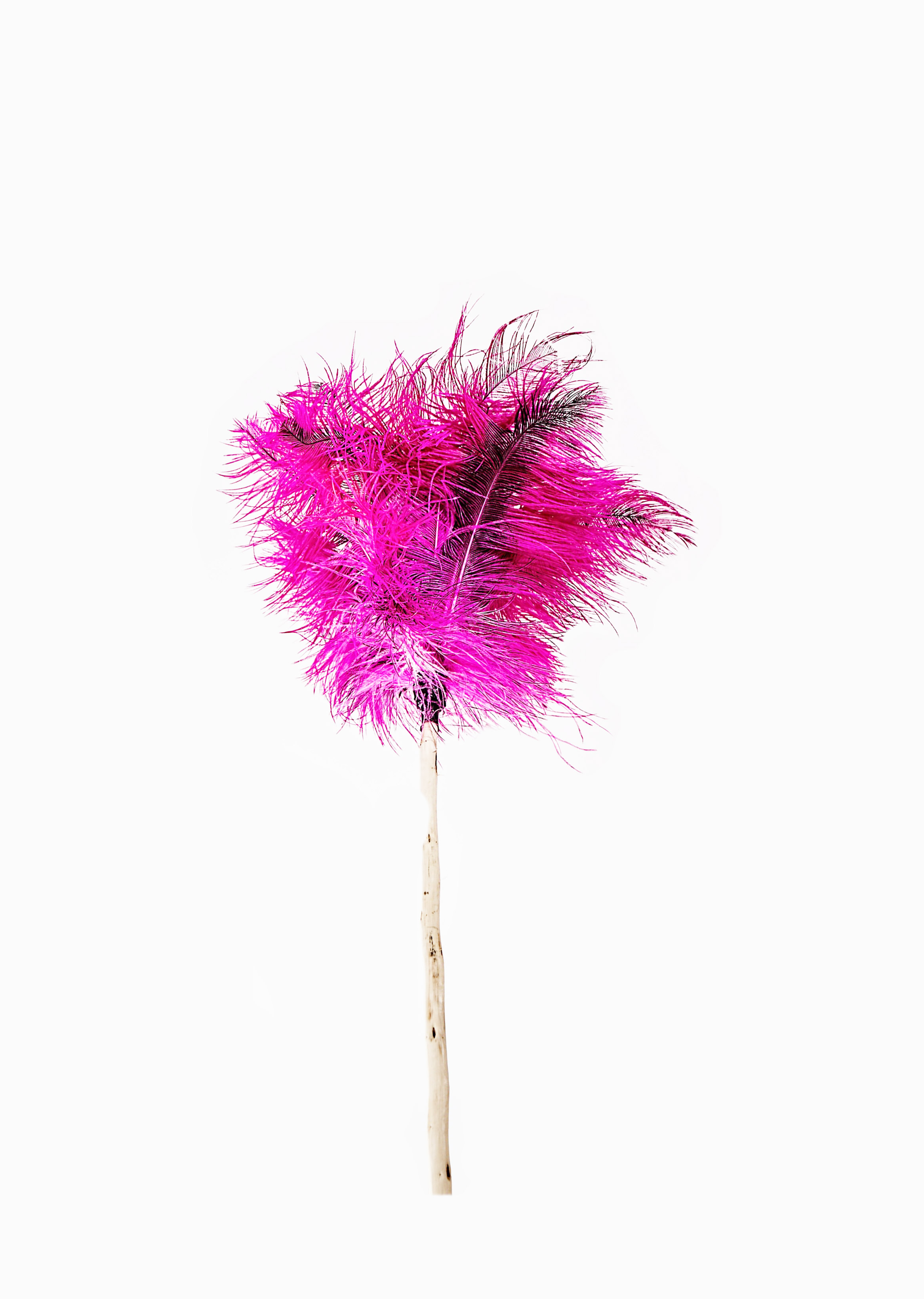 Pink feather